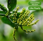 Shexian Chloranthus Scented Green Tea - Image 2