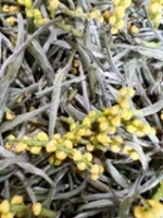 Shexian Chloranthus Scented Green Tea - Image 6
